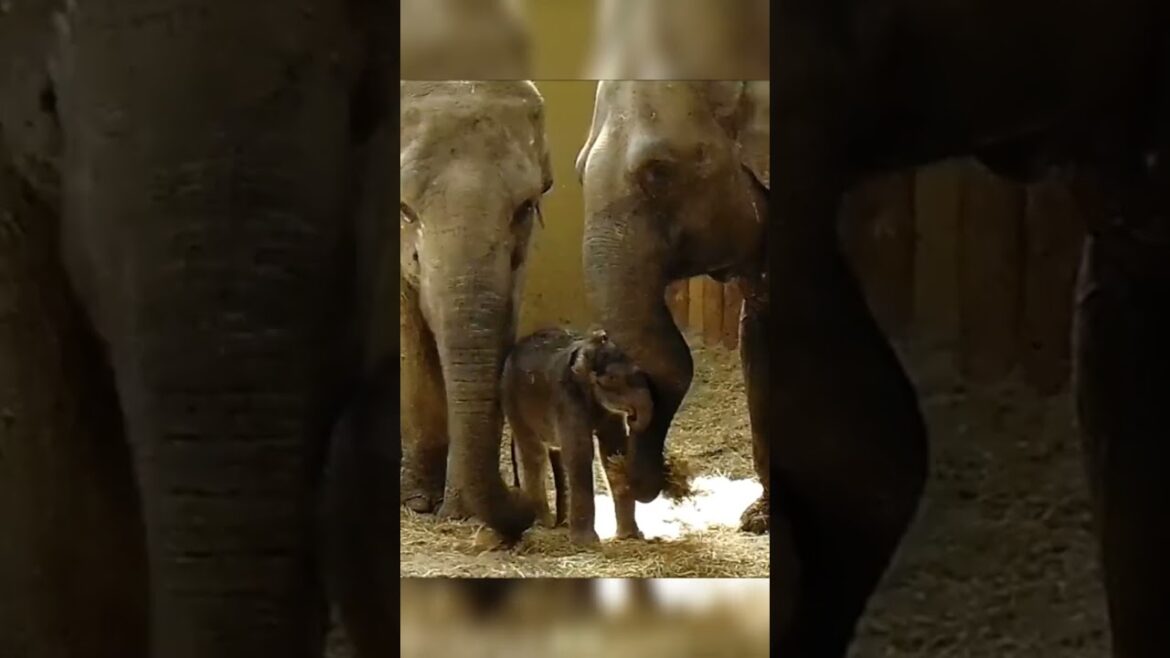 Cute Baby Elephant relaxed funny moments ❤️