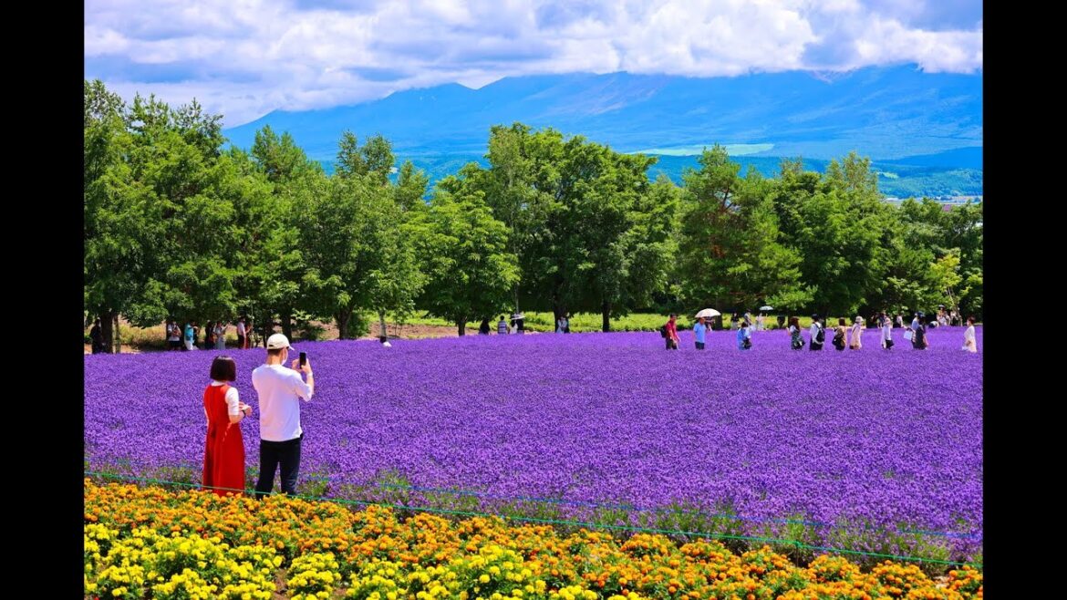 8K HDR 北海道 中富良野 ファーム富田(July,2021/2022) Hokkaido,Nakafurano Farm Tomita