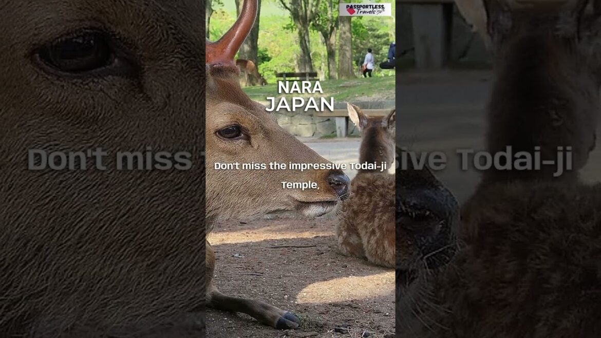 Discovering Nara Japan: A Traveler’s Guide #shorts #japan #travel Discovering Nara Japan: A Traveler's Guide #shorts #japan #travel