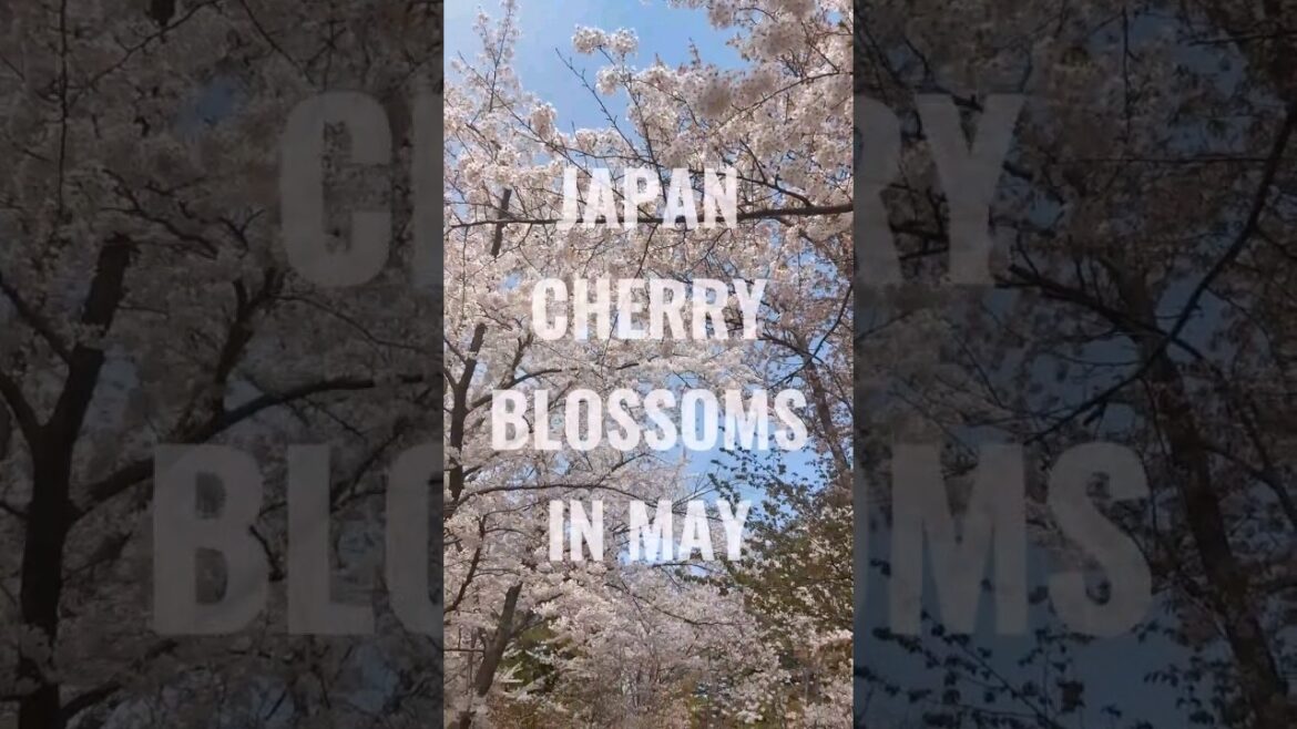 Best Cherry Blossom Spots in Japan 2023: Sakura Viewing Guide #japan #cherryblossom #sakura #shorts
