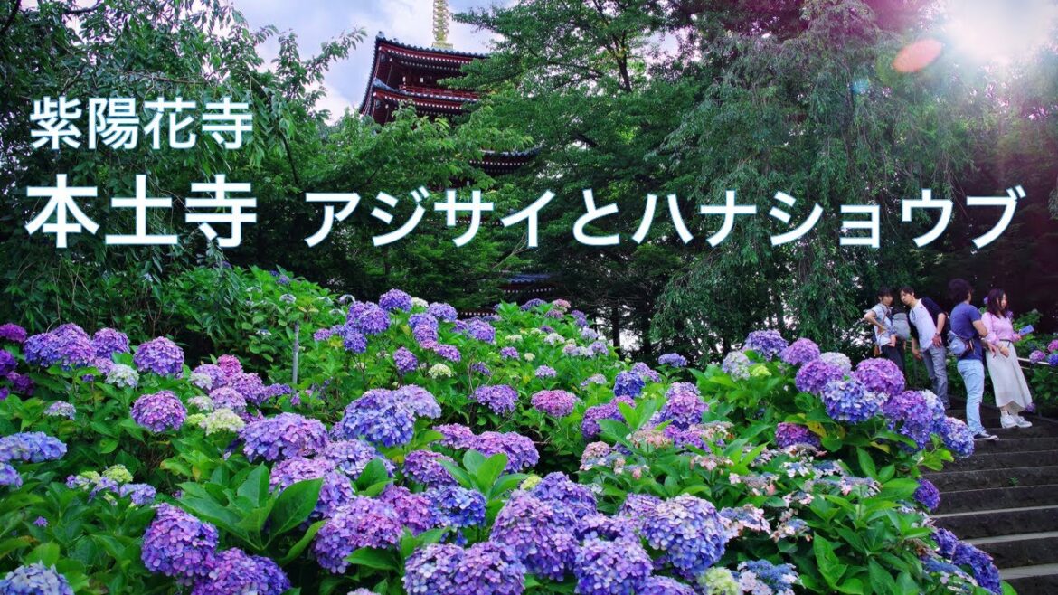 【紫陽花寺：本土寺】アジサイと花菖蒲（ハナショウブ）を同時期に鑑賞　JAPAN Travel　Hydrangea, Iris　千葉観光　絶景
