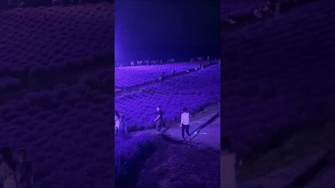 Beautiful Illuminated Lavender Fields in Hokkaido - #Shorts 💜 ✨