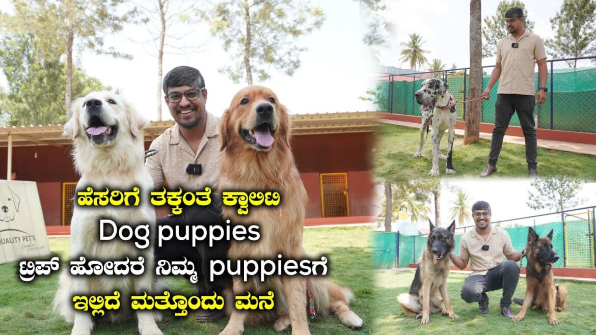 Best Puppies Dealer In Bangalore At Best Price ‘The Quality Pets Bangalore’ | Kannada Vlogs Best Puppies Dealer In Bangalore At Best Price 'The Quality Pets Bangalore' | Kannada Vlogs