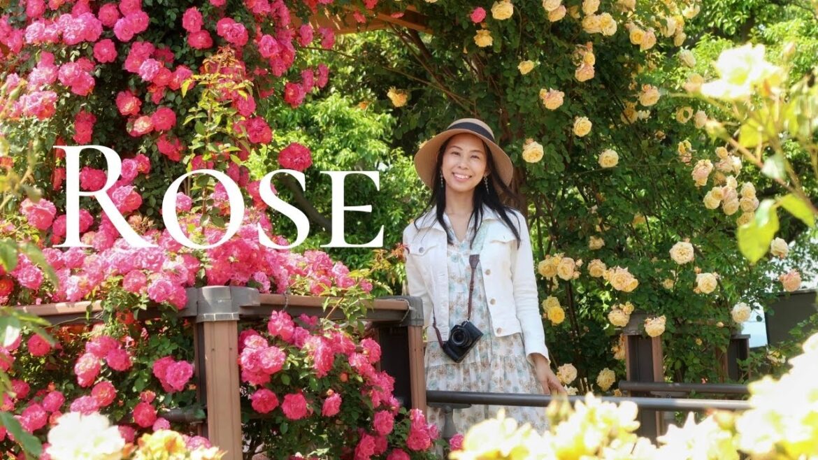 🔴Walking Tour: The Best Place to See Roses in Japan 🔴Walking Tour: The Best Place to See Roses in Japan