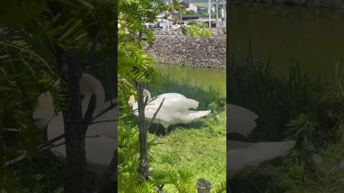 Big duck in nagano prefecture japan Big duck in nagano prefecture japan