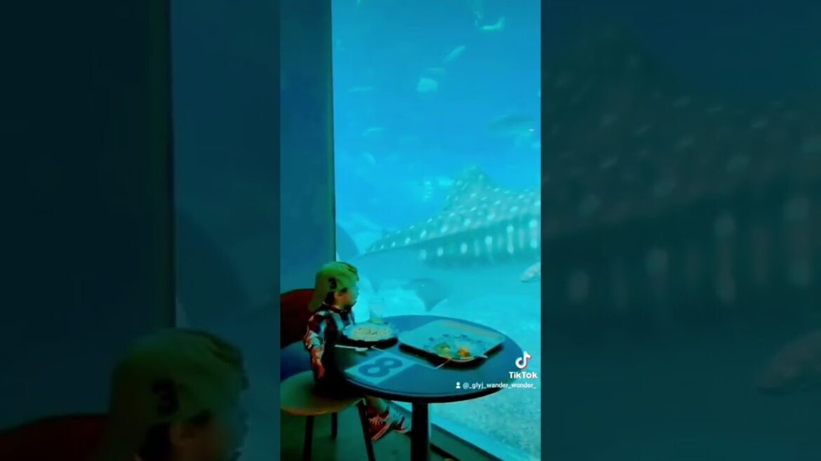 Okinawa Churaumi Aquarium π―π΅ #worldtourist #travel #travelvlog #japanvlog #trending #kidtripadvisor Okinawa Churaumi Aquarium π―π΅ #worldtourist #travel #travelvlog #japanvlog #trending #kidtripadvisor