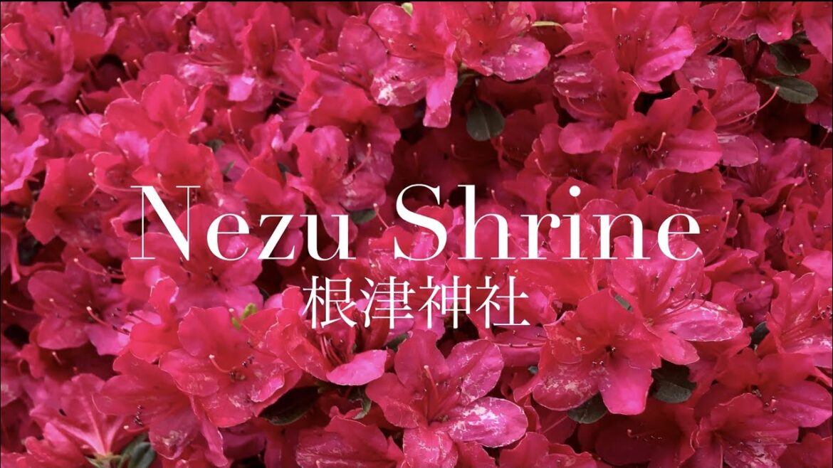 【Tokyo】Nezu Shrine (根津神社) 【Tokyo】Nezu Shrine (根津神社)