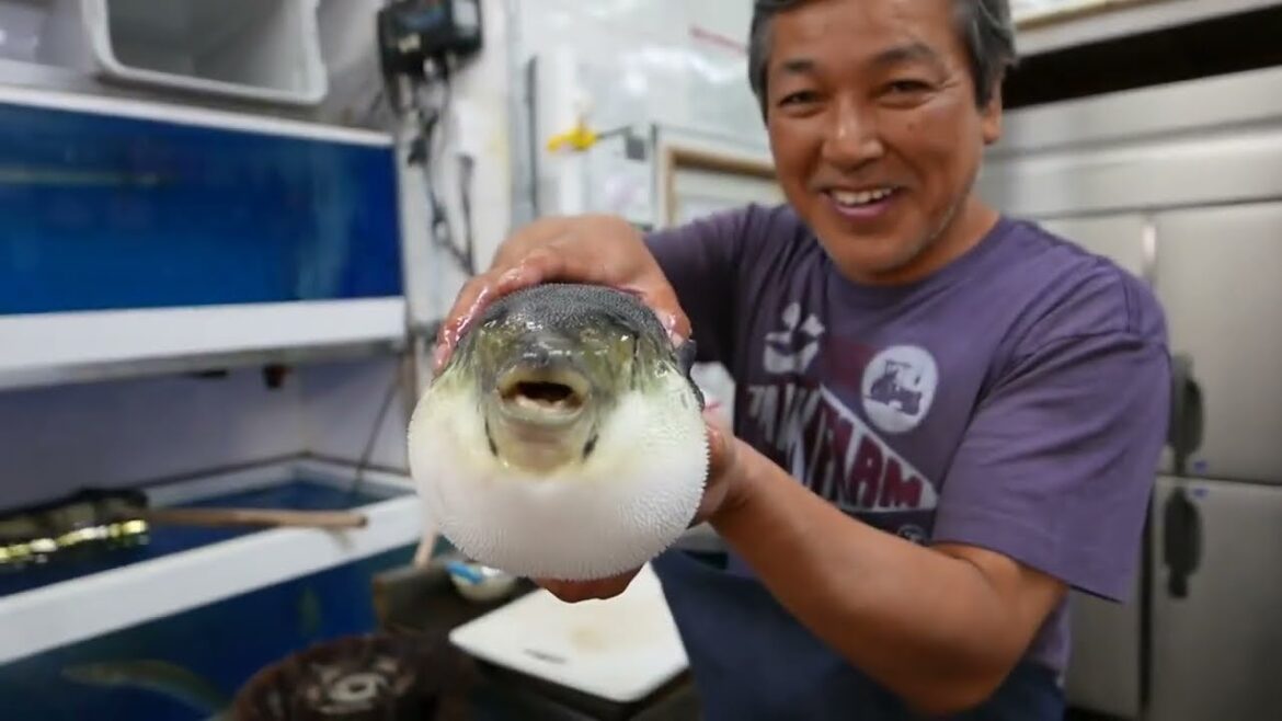 Japanese Street Food LIVE FUGU PUFFERFISH Puffer Fish Japan Japanese Street Food LIVE FUGU PUFFERFISH Puffer Fish Japan