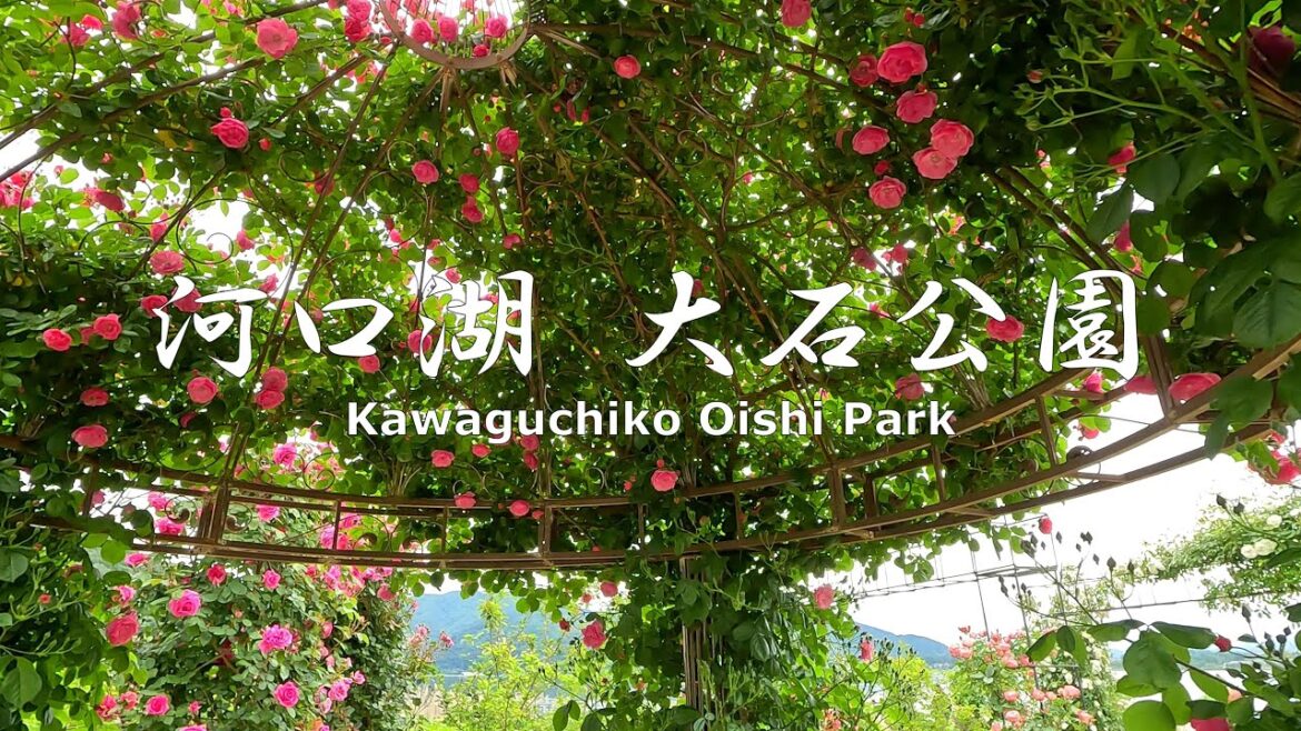 4K NON-STOP Walking in Kawaguchiko Oishi Park when roses are at their best バラが見頃の河口湖大石公園を歩く 4K NON-STOP Walking in Kawaguchiko Oishi Park when roses are at their best バラが見頃の河口湖大石公園を歩く