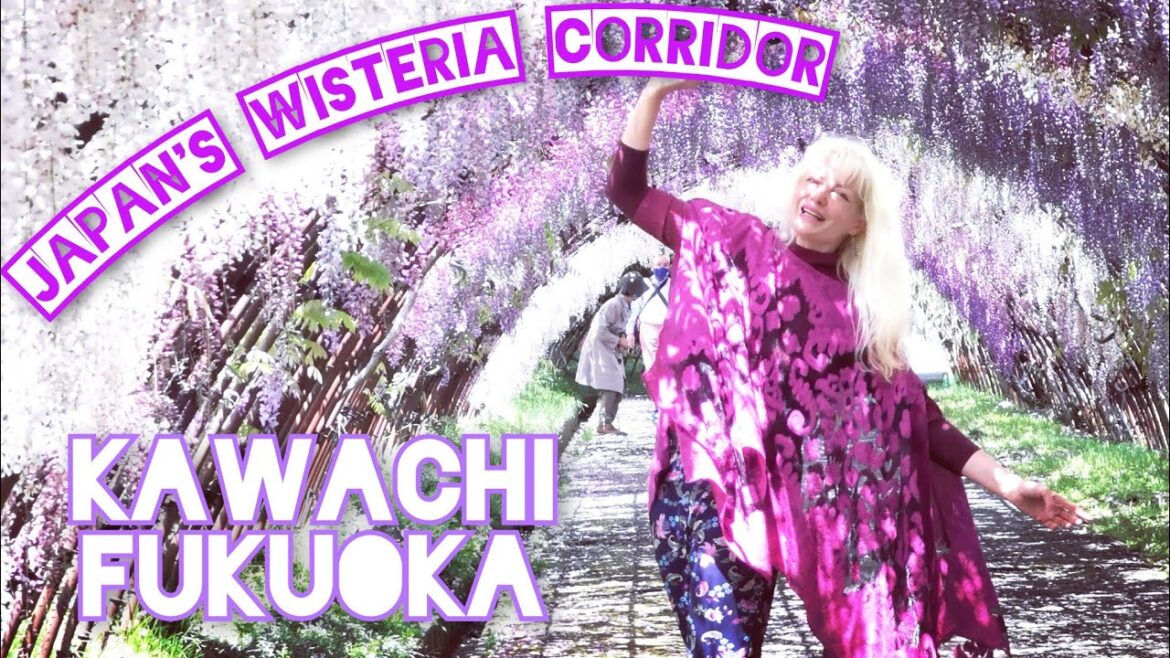 JAPAN’S iconic WISTERIA TUNNEL CORRIDOR Kawachi KitaKyushu Fukuoka by Adeyto カワチ 藤の花 北九州 福岡 JAPAN'S iconic WISTERIA TUNNEL CORRIDOR Kawachi KitaKyushu Fukuoka by Adeyto カワチ 藤の花 北九州 福岡