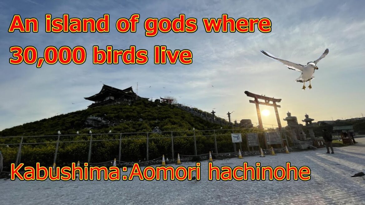 An island of gods where 30,000 birds live,Aomori, Hachinohe An island of gods where 30,000 birds live,Aomori, Hachinohe
