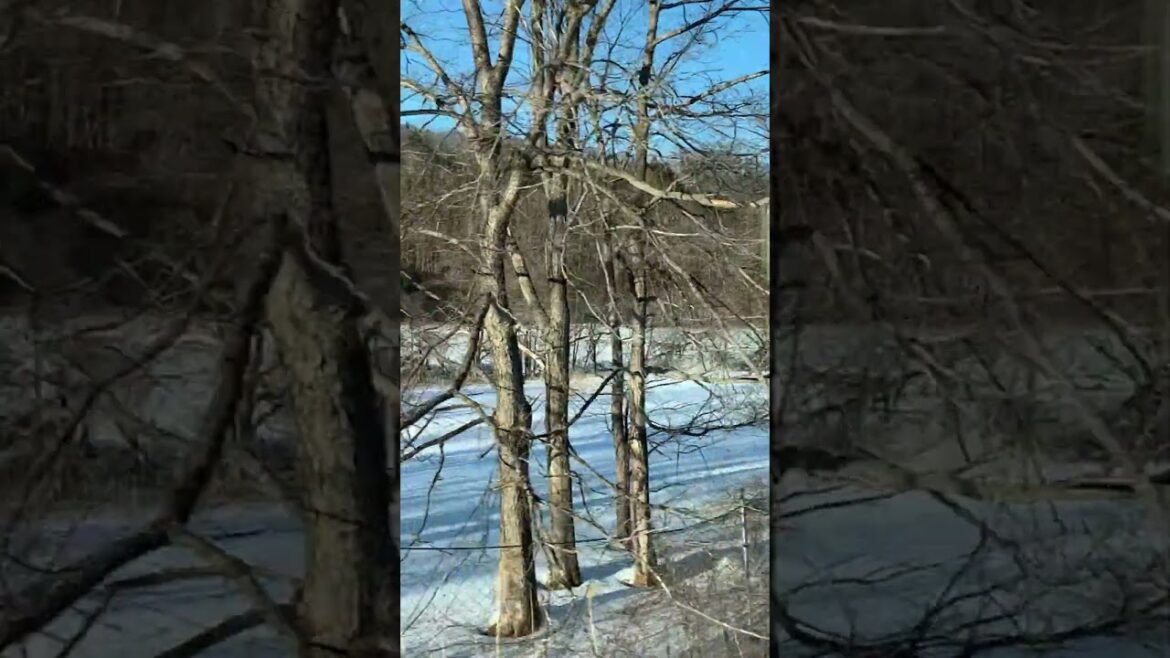 El viaje de tren local (la línea Principal de JR Nemuro) 4: Hokkaido, Japón #shorts