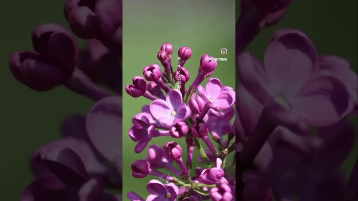 【富良野観光物語】ライラックの季節　#hokkaido #furano #nature #flowers #japan #北海道 #富良野 #travel #shorts #lilac