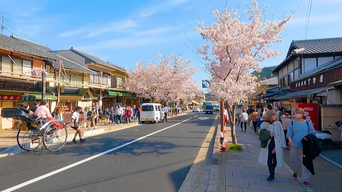 A trip around the main sightseeing spots in Kyoto, Japan | vlog, travel, walk, tachibana | vol.1