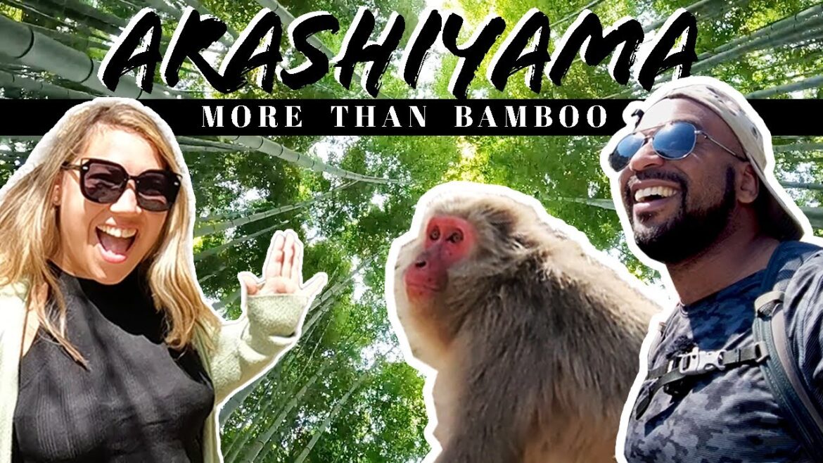 Bamboo Forest and Monkeys in Kyoto, JAPAN