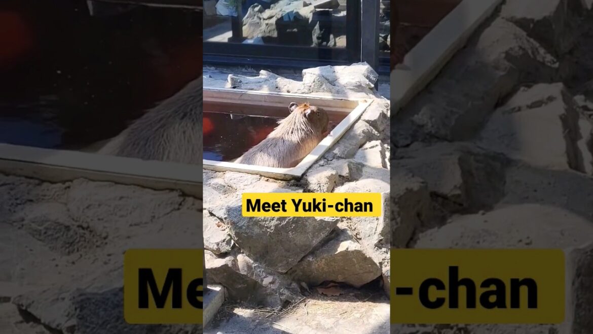 This capybara lives at an Onsen! Meet Yuki-chan!