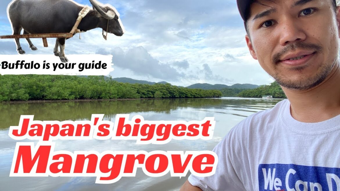 What Japan’s biggest mangrove looks like | Iriomote island (Okinawa) | Eating Wagyu and Sashimi What Japan's biggest mangrove looks like | Iriomote island (Okinawa) | Eating Wagyu and Sashimi