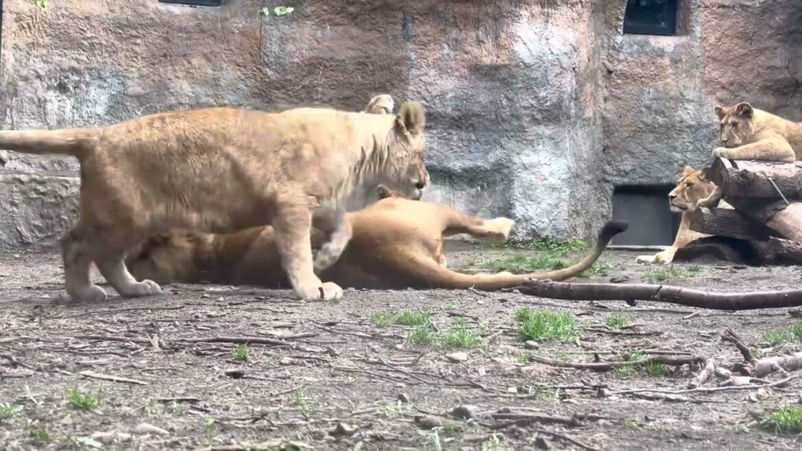 じゃれあうライオン一家　旭山動物園 / Lion in Asahiyama Zoo.