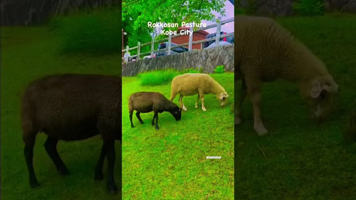 Rokkosan Pasture #日本 #japan #hyogo #kobe #reels #animals
