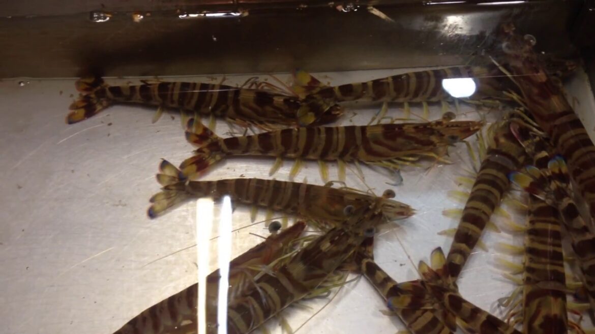 บุกแดนปลาดิบ โอซาก้าตลาดปลาสด กุ้ง อาหารทะเล สดๆจากทะเลญี่ปุ่น Osaka Central Fish Market Japan