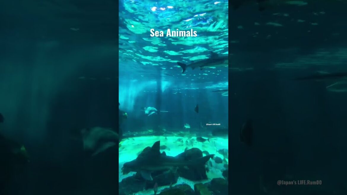 Sea Animals #seaanimals #shorts #aquarium #travel