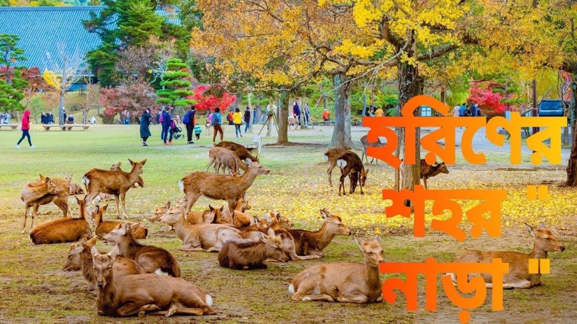 জাপানের হরিণের 🦌 শহরে একদিন।  Deer park in Japan