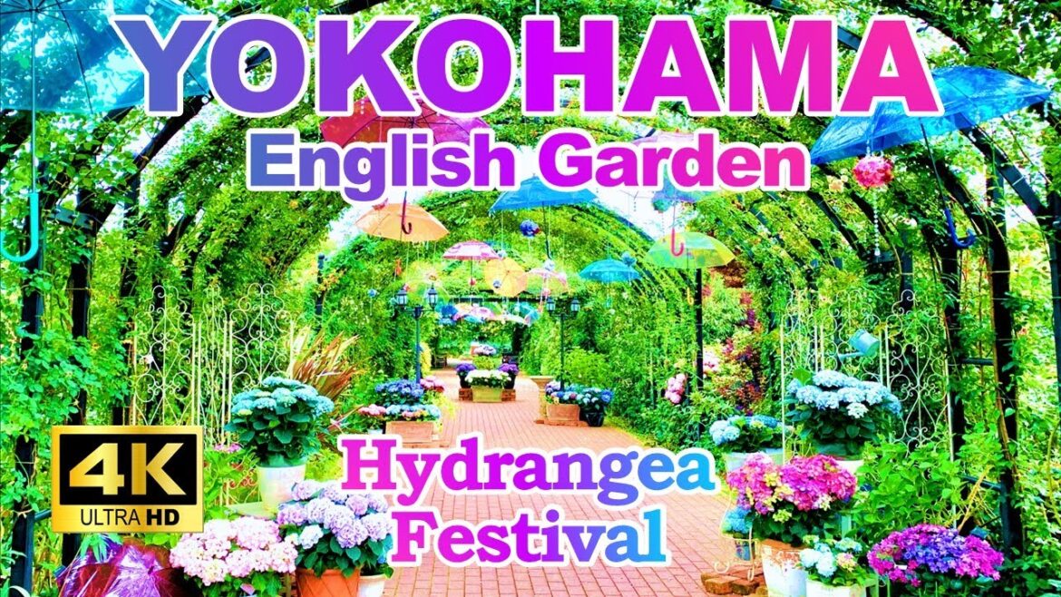 【4K🇯🇵】Yokohama English Garden “Hydrangea Festival” (May 29-June 25, 2023) 【4K🇯🇵】Yokohama English Garden "Hydrangea Festival" (May 29-June 25, 2023)