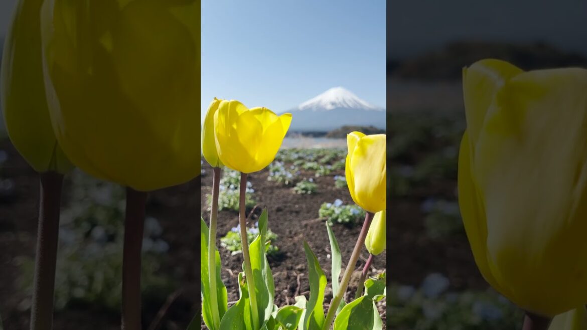You need to see Mt. Fuji in the spring 🌸🗻