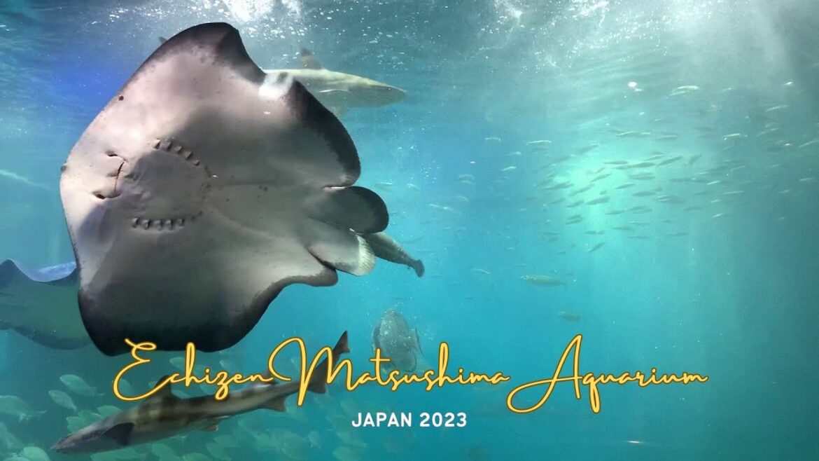 Golden week in JAPAN 2023 - Echizen Matsushima Aquarium