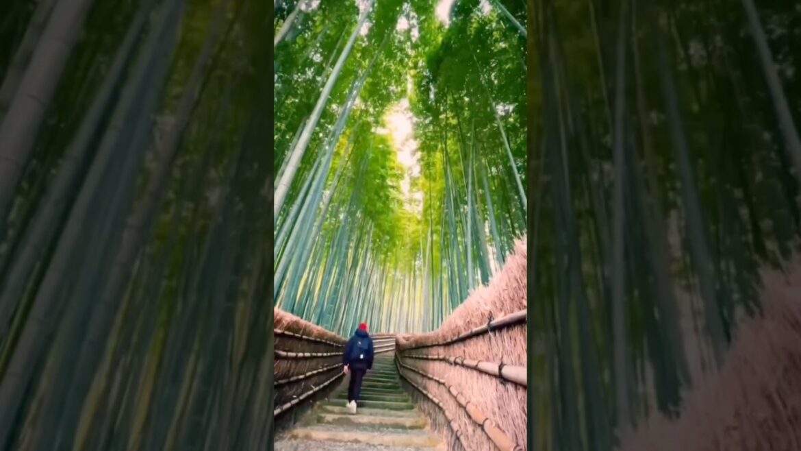 Places That Don't Feel Real | Japan 🇯🇵          #travel #japan #travelvlog #places #beautiful #like