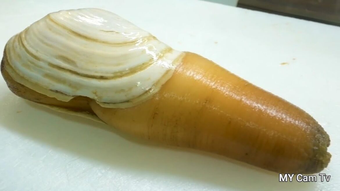 Japanese street Food,wow..!!! WHAT TYPE OF CLAM IS, AND THEIR COOKING PROCESS