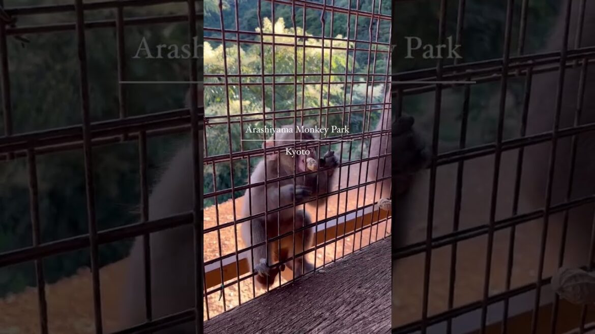 Kyoto Arashiyama Monkey Park #japan  #kyoto #shorts