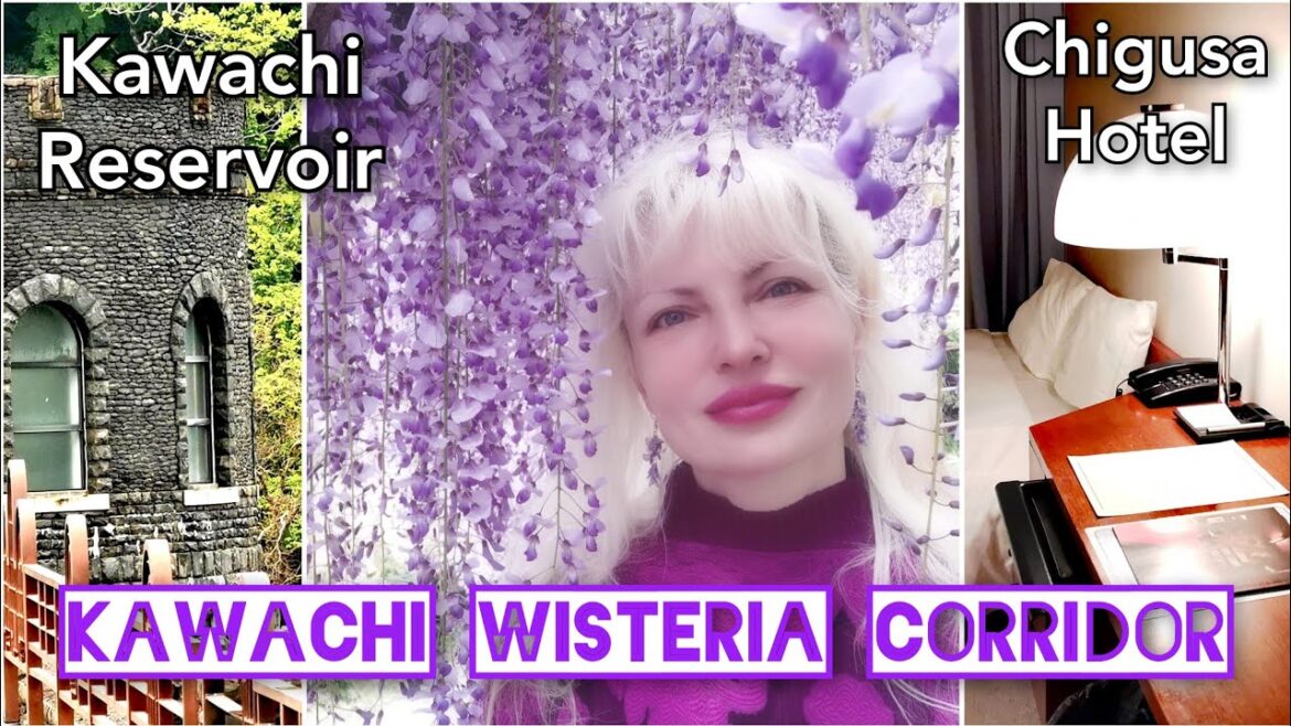 HOW TO 🚌 KAWACHI WISTERIA TUNNEL CORRIDOR & Reservoir CHIGUSA Hotel KitaKyushu Fukuoka by Adeyto藤の花