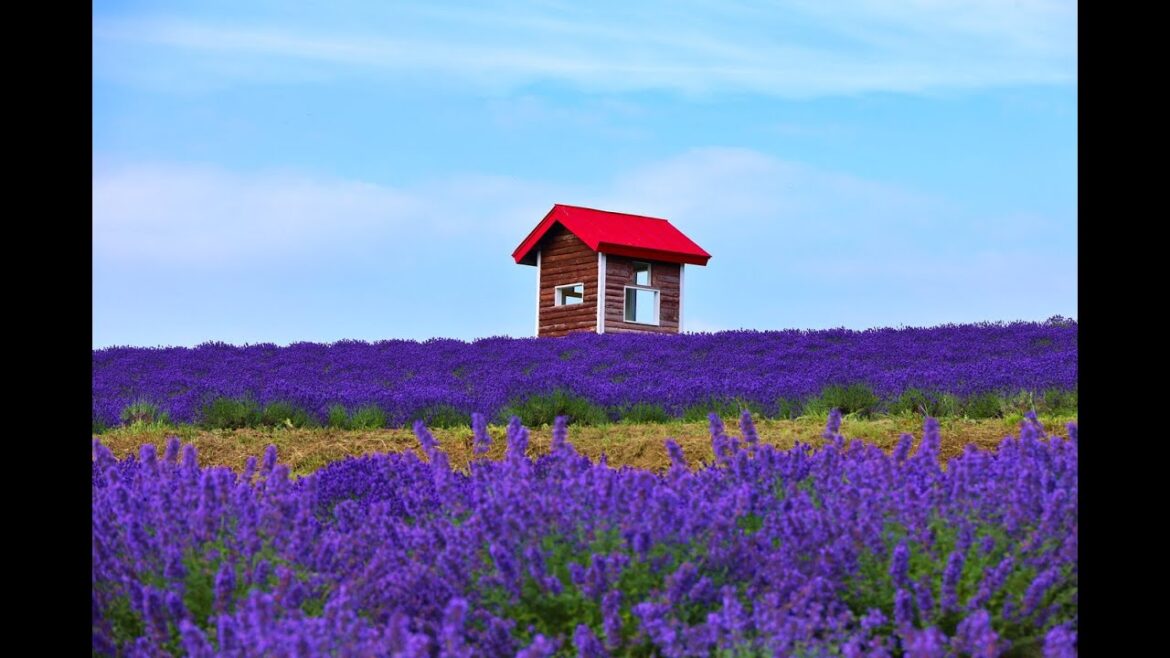 8K HDR 北海道 上富良野 日の出公園 Hokkaido,Kamifurano Hinode Parkl