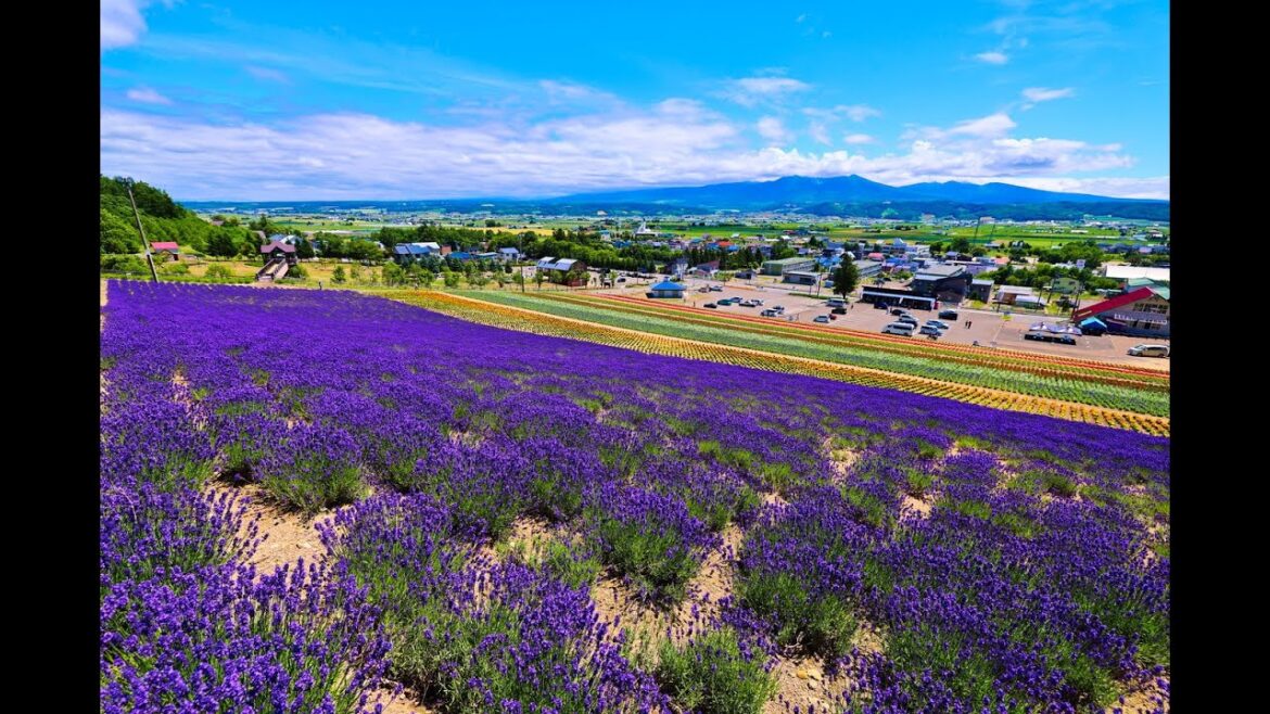 8K HDR 北海道 中富良野町ラベンダー園 Hokkaido,Nakafurano Town Lavender Park