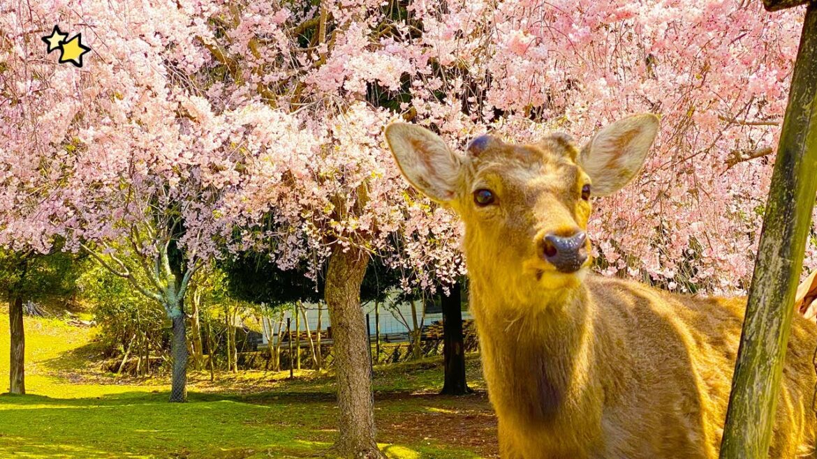 【奈良】鹿と一緒に桜が散る時期を満喫！🌸🦌／春が終わる前にもう1回楽しもう！🌿