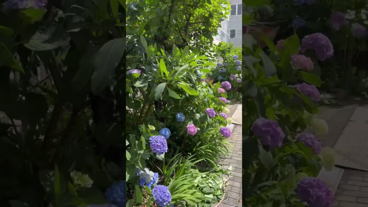 アジサイ Japanese Hydrangea flower #japan #travel #subscribe