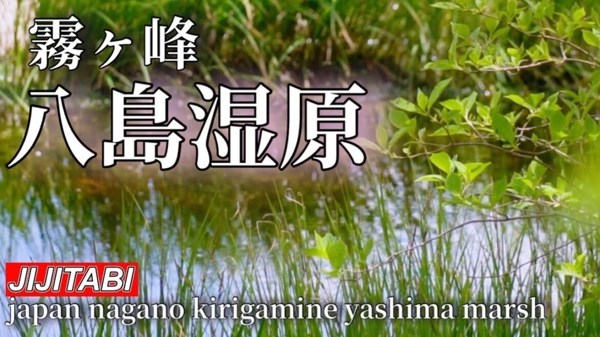霧ヶ峰高原【八島湿原】の新緑と花情報 撮影日2023.6.7 Japan Nagano Kirigamine Plateau Yashima Wetland Flower Information 霧ヶ峰高原【八島湿原】の新緑と花情報 撮影日2023.6.7 Japan Nagano Kirigamine Plateau Yashima Wetland Flower Information