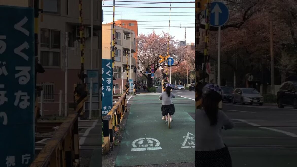 the cherry blossoms in Japan. - Travel Vlog 💗💕