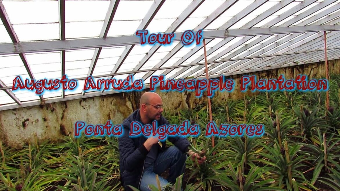 Tour Of Augusto Arruda Pineapple Plantation, Ponta Delgada Azores Tour Of Augusto Arruda Pineapple Plantation, Ponta Delgada Azores