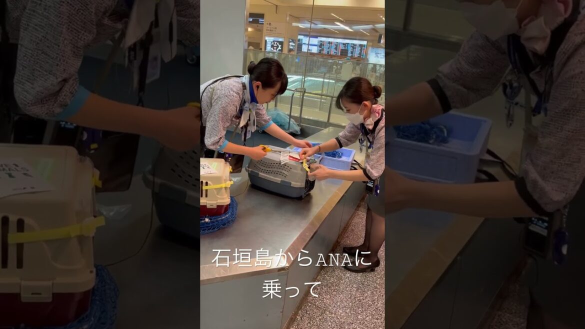 石垣島にANAで愛犬と❤️ペットも預かって頂けます。