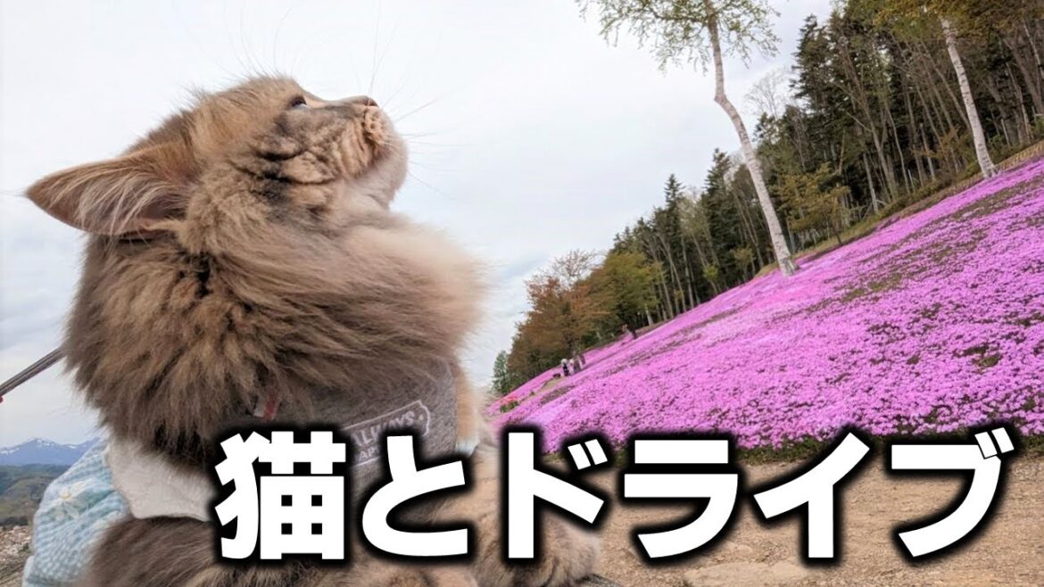 【北海道ドライブ】芝桜を満喫！道の駅とたきのうえ公園を満喫する滝上町ツアー！