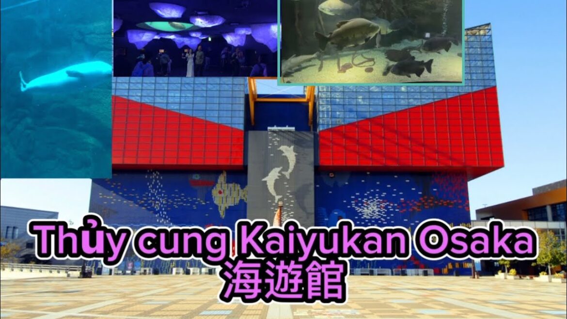 {du lịch Nhật Bản }Thăm Quan Thủy Cung KaiyuKan Osaka 海遊館 #thuycungkaiyukan