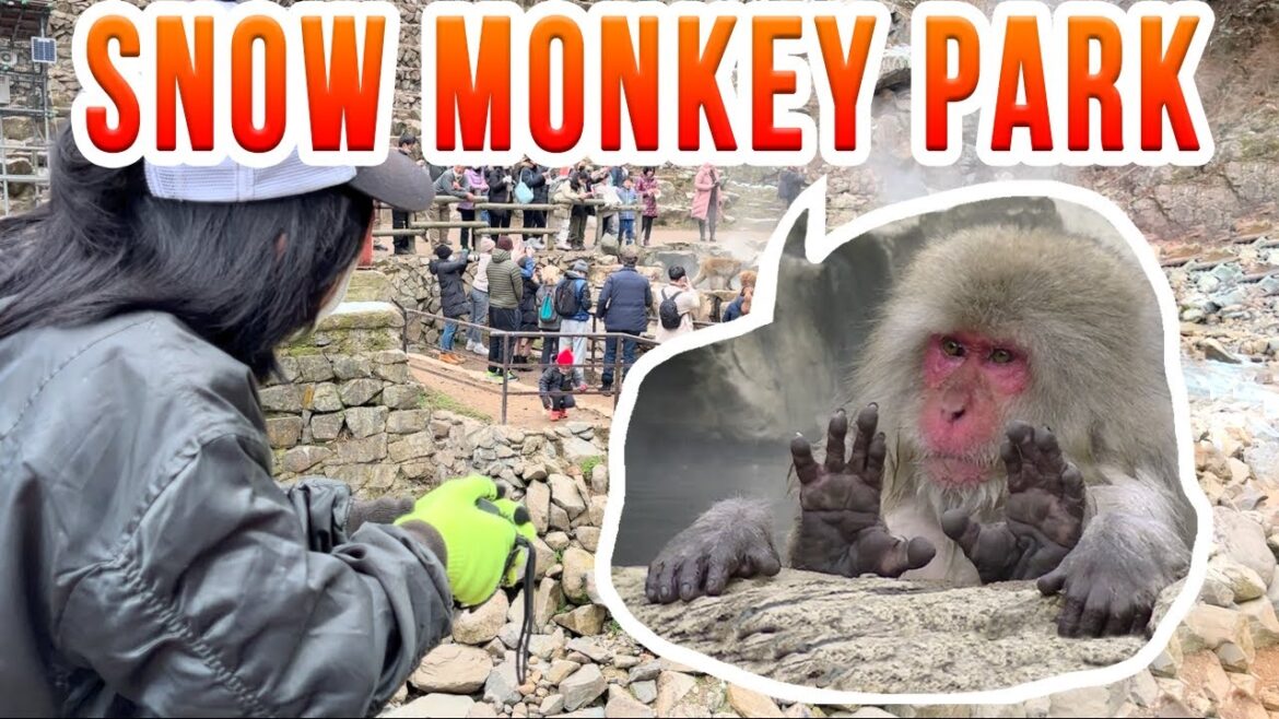 Snow Monkey Park , Nagano Japan. Let’s walk together with me!