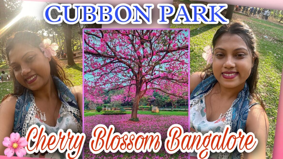 Bangalore Cherry Blossom 2023 Cubbon park #cherryblossom