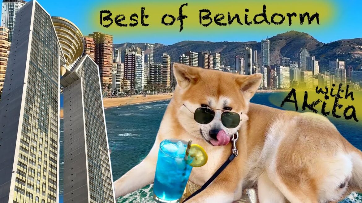 Day in the life of Benidorm with Akita Inu Chiyoko Day in the life of Benidorm with Akita Inu Chiyoko