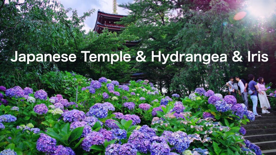【JAPAN：Hydrangea: Hondoji Temple ] Appreciate hydrangeas and Japanese irises at the same time