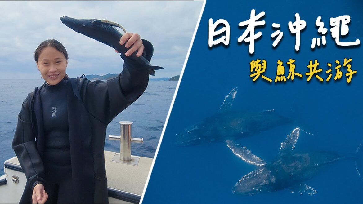 【沖繩與鯨魚共遊 Swim with Whales in Japan】日本沖繩冬季限定超夢幻行程☀️欣賞全世界最溫柔的座頭鯨母子共游  | 潛水Vlog #2