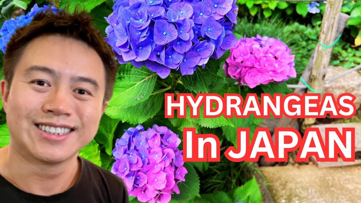 Secret Hydrangeas in Japan Live Secret Hydrangeas in Japan Live
