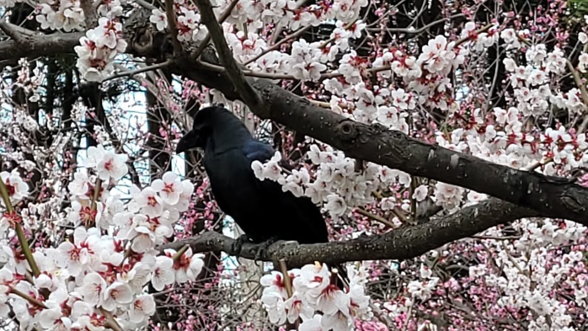 My Japan trip 2023 [no music]